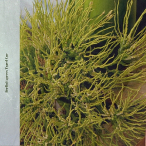 Three Rainbows_Novox