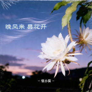 晚风来 昙花开