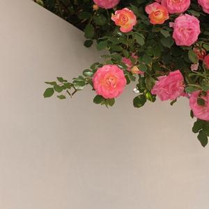 MelodyRemix（翻自 锦零）