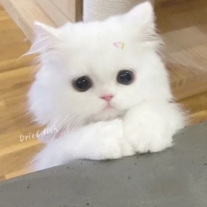 避难所