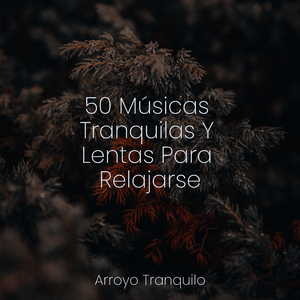 Momentos Tranquilos En El Río