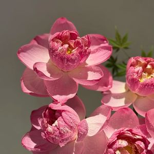 平凡日子也能开出芬芳