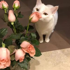 浪漫不普通情歌