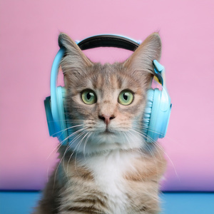 Un Momento De Silencio En La Noche Tranquila