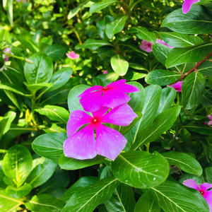 TUJHA KO DEKHA (Freestyle)