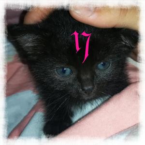 al calar del sole vedesti una donna