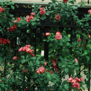 ‘偏我来时不逢春’