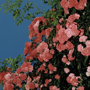 世界上没有真正的感同身受