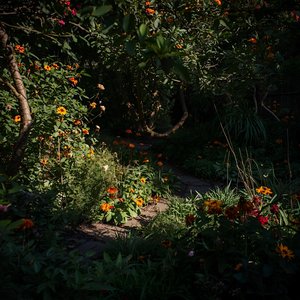 Veiled Garden