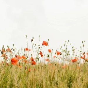 清晨的一丝寒意