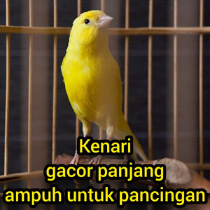 Kenari Gacor Panjang Ampuh Untuk Pancingan (Live)