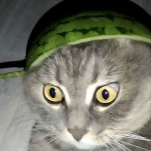 回忆是无声的刺客