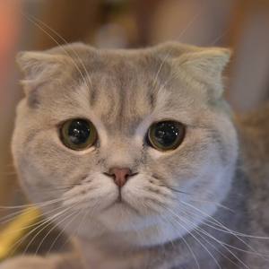 夜空中最亮的星