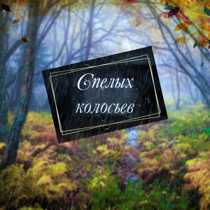 Спелых колосьев