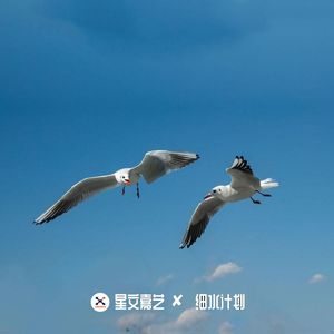 VIP经典好石吃鸟 迷幻第二期