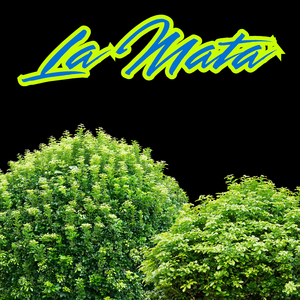 La Mata