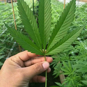 《终有出头日》