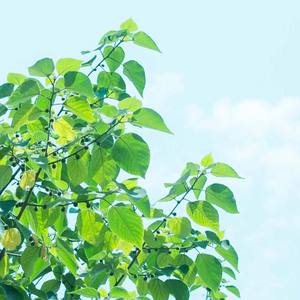 如影像般定格在年少的底片