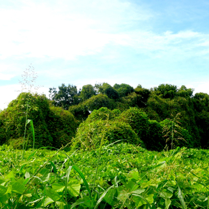 避けられぬ戦い