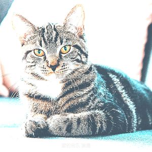微妙的可爱的猫心情