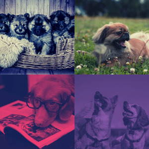 诗意的可爱的狗节奏