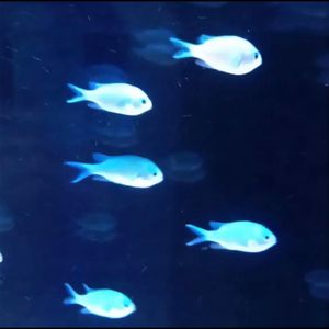 心 情 是 蓝 色 的