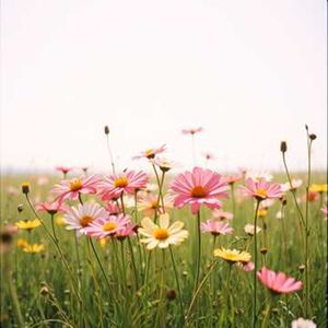 _纸船漂向月亮湾