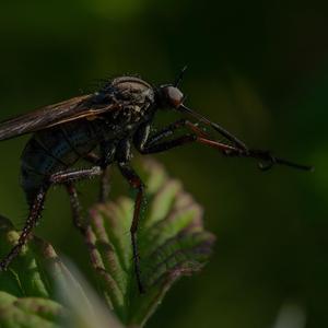 GAME OF FILO (feat. Submarine Man & Yung Schmoobin)