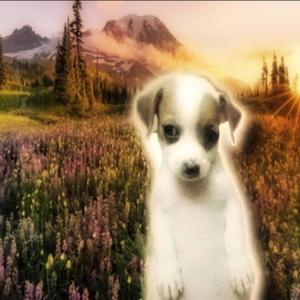 Disclaimer (feat. Ian Brodie)