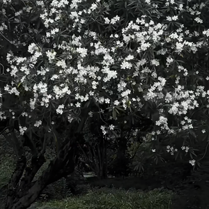 城南小陌又逢春