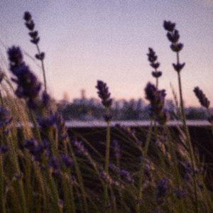 Lavender