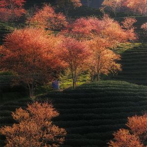 故园风雨后- (1)