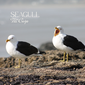 Seagull