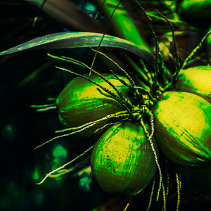 Coconut