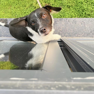 我是你的小狗男版.wav