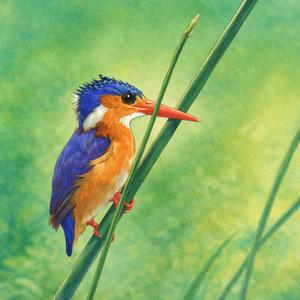 Kingfisher
