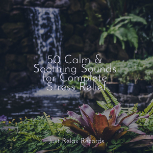 Dreaming with the Stars