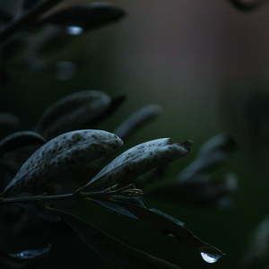 Manteniéndolo Tranquilo