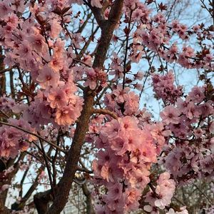 桃花结