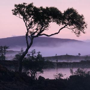 舒伯特玫瑰 （温柔版）（翻自 蓝心羽）