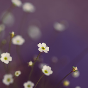 Senyum Indah Kehidupan