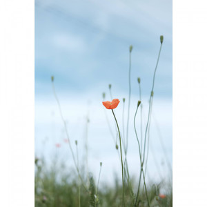 그래도 꽃은 핀다