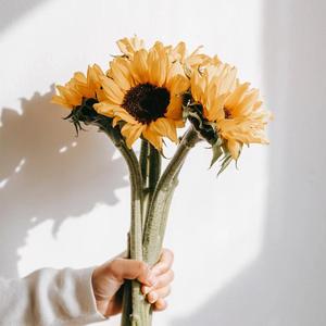 给电影人的情书