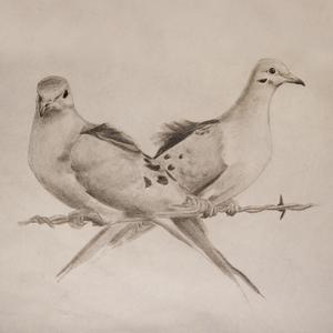 Mourning Doves