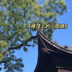 2_楼顶上的小斑鸠