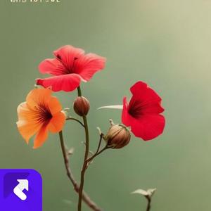 国产小祖宗 (现场)