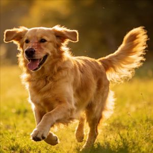 为什么那只狗可以这么快乐