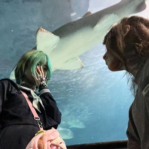 日子全都喂给了猫