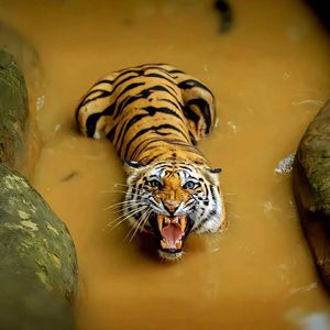 Angetenar（Kamil Remix）