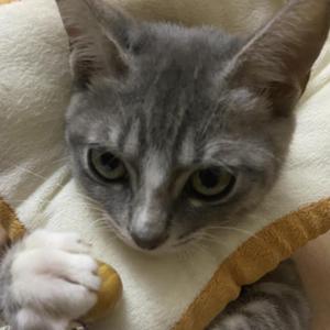 全是爱（翻自 凤凰传奇）（翻自 凤凰传奇）